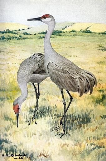 Sandhill crane, endangered Kevin Sloan, Watercolors Ideas, Craft Pictures, Animals Inspiration, Endangered Birds, Sandhill Cranes, Sandhill Crane, Deer Illustration, Acrylic Tutorials