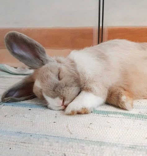 Rabbit Oc, Rabbit Sleeping, Funny Rabbits, Funny Bunny Videos, Don't Disturb, Bunny Room, Sleeping Bunny, Cute Bunny Pictures, Bun Bun