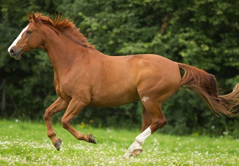 Image Falabella Horse, Chestnut Horses, Suffolk Punch, Island Horse, Mare Horse, Broken Angel, Warmblood Horses, Horse Facts, Horse Colors