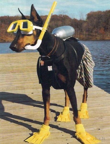 Dog Jokes, Doberman Dogs, Silly Animals, Doberman Pinscher, Cute Animal Photos, Funny Animal Pictures, Cute Little Animals, Doberman, 귀여운 동물