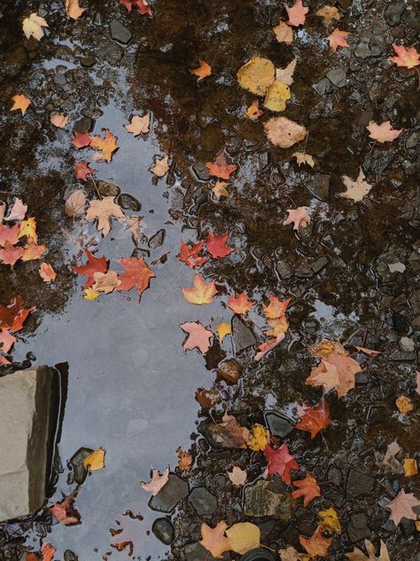 #fall #aesthetic #mood #autumn #leaves #rain #pics #photography #daily #nature Fall And Rain Aesthetic, Rain Autumn Aesthetic, Fall Aesthetic Moodboard, Southern Fall Aesthetic, Fall Green Aesthetic, Miracore Aesthetic, Autumn Nature Aesthetic, Fall Aesethic, Autumn Mood Aesthetic