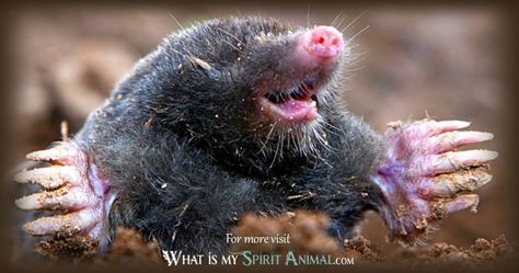 Moles Animal, Mole Aesthetic Animal, A Mole On The Face, Mole Animal, Mole Meaning, Mole Repellent, Mole Day, Native American Animals, Symbolism Meaning