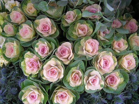 Not roses, kale. Love the effect. Magnolia Greenhouse, Flowering Kale, Cabbage Flowers, Winter Greenhouse, Ornamental Kale, Ornamental Cabbage, Cabbage Rose, Flower Circle, Plant Spacing