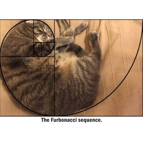 Fibonacci Meme Math, Cat Language, Fibonacci Sequence, Fibonacci Spiral, Cat Meme, Math Humor, Golden Ratio, Old Anime, Funny Cat Memes