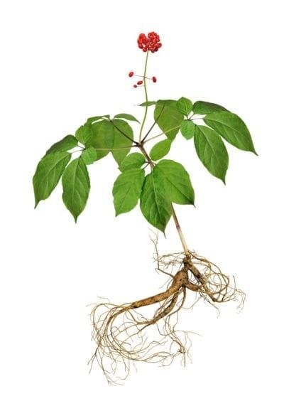 Ginseng Plant, Herbal Store, Uncertain Future, Chinese Money Plant, Berry Juice, Wild Edibles, Parts Of A Plant, Wild Plants, How To Make Tea