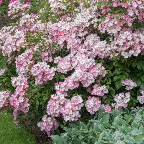 Repeat-Flowering - Popular Searches Rose Hedge, Deadheading Roses, Rose Care, Shrub Roses, Rose Trees, David Austin Roses, Growing Roses, Pink Garden, David Austin