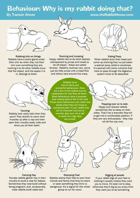 Little weirdos 😆😗 Rabbit Bordem Breakers, How To Pet A Rabbit, Rabbit Tips Bunny Care, Rabbit Body Language, Bunny Body Language, Pet Bunny Care, How To Take Care Of A Bunny, Bunny Care For Beginners, Bunny Language