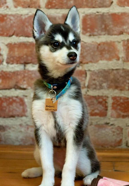 omg so cute. (the mini husky!) Alaskan Klee Kai Puppy, Miniature Husky, Husky Breeds, Alaskan Klee Kai, Sled Dogs, Alaskan Husky, Easiest Dogs To Train, Best Dog Toys, Dream Dog