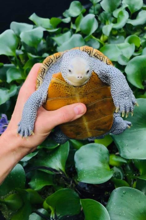 Centrata Diamond back Terrapin Diamond Back Terrapin, Diamondback Terrapin, Red Eared Turtle, Diamond Tetra, Diamond Back Terrapin Turtle, Oceanography Marine Biology, Diamond Turtle Necklace, African Sideneck Turtle, Terrapin