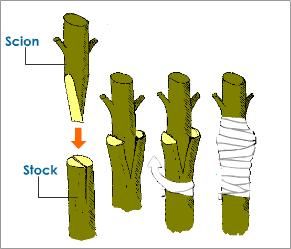 Rose Tree | grafting process type of artificial vegetative propagation Grafting Roses, Grafting Fruit Trees, Grafting Plants, نباتات منزلية, Rose Trees, Growing Roses, Growing Tomatoes, Propagating Plants, Veggie Garden