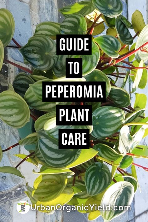 Peperomia Pink Lady, Types Of Peperomia Plants, Peperomia Kimnachii, Peperomia Plant Care, Peperomia Obtusifolia, Desks Shelves, Peperomia Plant, Bright Indirect Light, Houseplant Care