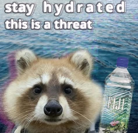 Trash Pandas, Drink Your Water, Cute Raccoon, Raccoon Funny, Trash Panda, Silly Animals, Racoon, Wholesome Memes, Find You