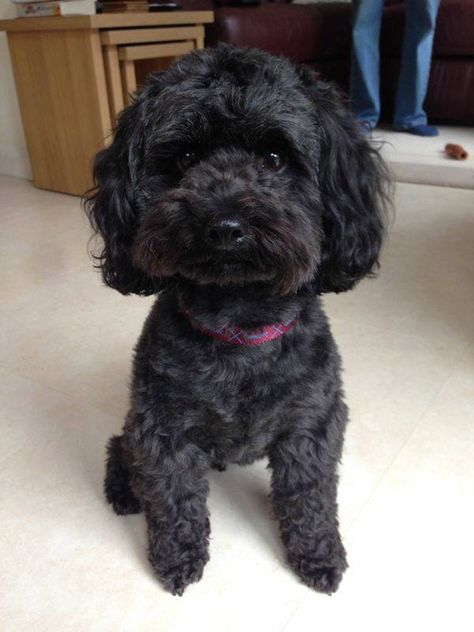 Hairdoo for cookie Black Maltipoo Haircut Styles, Puppy Setup, Maltipoo Haircut Styles, Black Maltipoo, Poodle Black, Dog Grooming Diy, Dog Haircut, Morkie Puppies, Doodle Dogs