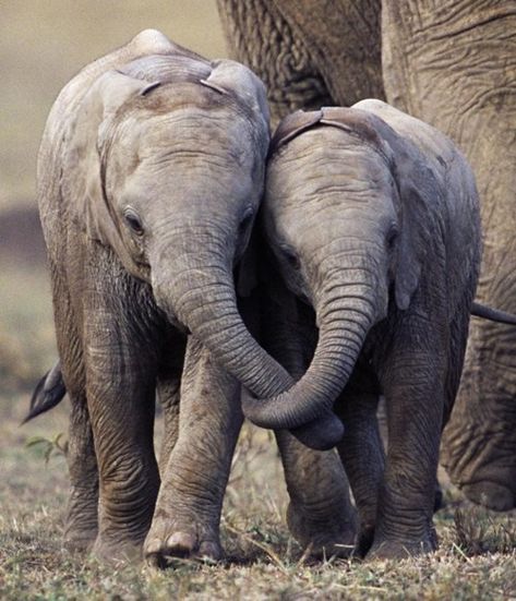 Elephants walking Trunk in Trunk Elephants Never Forget, Baby Elefant, Save The Elephants, Elephant Love, African Elephant, Sweet Animals, Animal Photo, Baby Elephant, 귀여운 동물