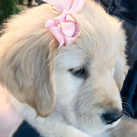 Pink Golden Retriever, Blonde Hair With Pink Ribbon, Server Icons, Golden Doodle With Hair Bows, Dogs With Bows, Dog Ribbon, Goldendoodle With Bow, Dogs With Bows In Hair, Coquette Golden Retriever