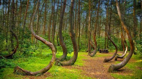 The Hoia Forest is a forest situated to the west of the city of Cluj-Napoca, near the open-air section of the Ethnographic Museum of Transylvania. Hoia Baciu Forest, Crooked Forest, Fairy Tale Forest, Socotra, Haunted Forest, Mysterious Places, Strange Places, Beautiful Forest, Most Haunted