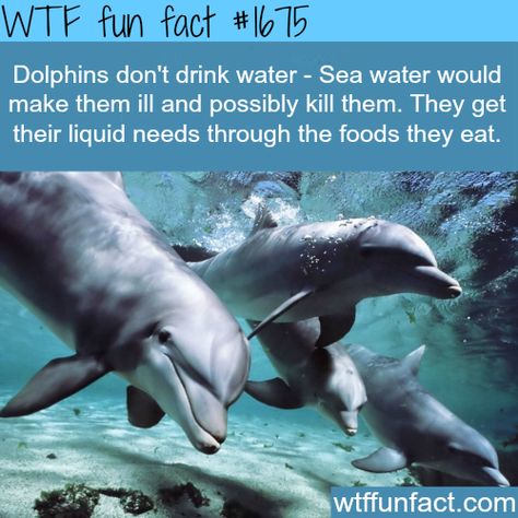 Marine Veterinarian, Sea Facts, Facts About Dolphins, Ocean Facts, Dolphin Facts, Facts About Animals, Fun Facts About Animals, Wow Facts, Crazy Facts