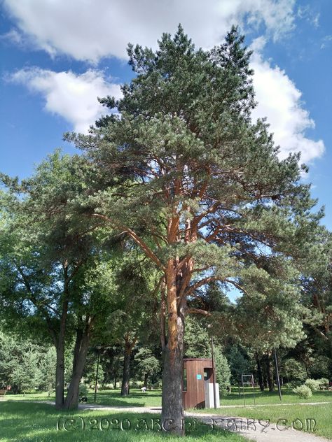 Scots Pine (Pinus Sylvestris) Scots Pine, Pinus Sylvestris, Plant Fungus, Farm Life, Scotch, Landscaping, Trees, Forest, Plants