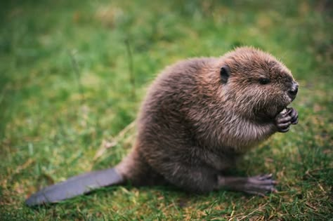 -.- :p Beaver Pictures, Beaver Drawing, Baby Beaver, Animal Spirit Guides, Types Of Animals, Super Cute Animals, Woodland Creatures, Sweet Animals, Animal Photo