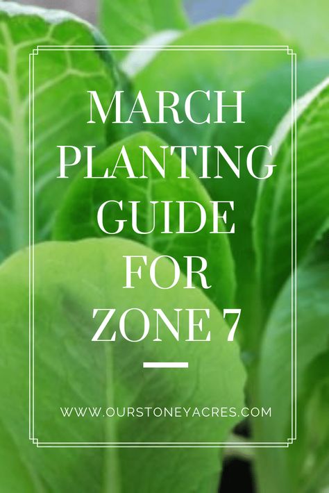 Herbs Zone 7 Vegetable Planting Guide, Zone 7b Planting Schedule, Zone 7 Planting Schedule, March Planting Guide, Zone 7 Gardening, What To Plant In March, Garden 101, When To Plant Vegetables, Winter Vegetables Gardening