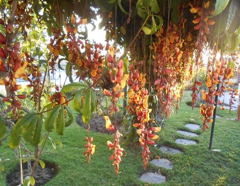 This interesting  vine  is  Thunbergia Mysorensis “Acanthus Family” Apparently one of the most popular vines in the world. Description from 1005klahanie.wordpress.com. I searched for this on bing.com/images Thunbergia Mysorensis, Front Pergola, Jade Vine, Interesting Plants, Kingdom Plantae, Vegetable Bed, Dream Backyard, Exotic Plants, Exotic Flowers