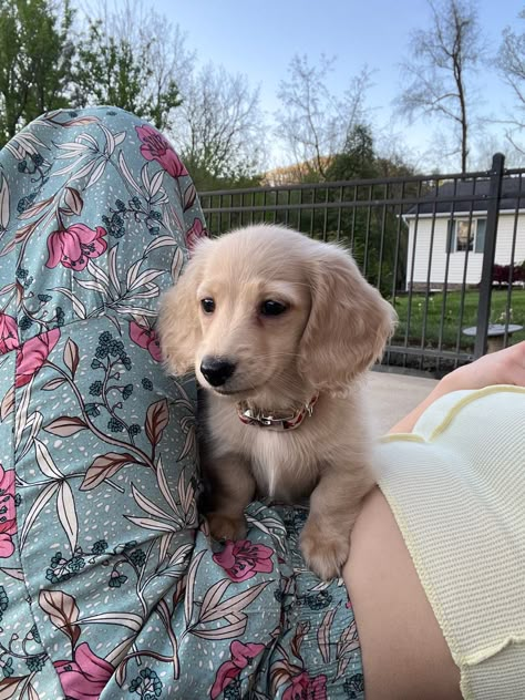 Longhaired Cream Dachshund, Dashchund Puppy Aesthetic, Golden Weenie Dog, Blonde Daschund Puppies, Longhair Dachshund Puppy, Golden Retriever And Dachshund, Golden Retriever Daschund Puppy, Cream Daschund Puppies, Creme Long Haired Dachshund