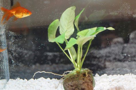 How Underwater Plants Can Help - Plants provide oxygen to all living things. Adding an aquarium plant to your goldfish's home will provide oxygen that they need. Freshwater aquarium plants also give the bowl a beautiful, natural look and they absorb gases that could be harmful to your fish. Every Three Months, Clean the Bowl. Your goldfish can live very well without an air pump, but you must keep the bowl or tank clean and include pebbles. Goldfish Bowl Ideas, Fishbowl Ideas, Common Goldfish, Freshwater Aquarium Plants, Cool Fish Tanks, Underwater Plants, Goldfish Bowl, Cleaning Fish, Betta Tank