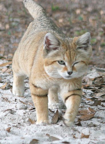 Sand Cat winking!! Unless he is injured.. THAT would be sad Sand Cats, Small Wild Cats, Sand Cat, Big Cat Rescue, Exotic Cats, Small Cat, Cat Care, In The Wild, Beautiful Cats