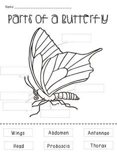 Print out this free butterfly diagram to teach your students about ... Butterfly Body Parts, Parts Of A Butterfly, Butterfly Worksheet, Butterfly Lessons, Space Activity, Science Life Cycles, Butterfly Science, Insect Unit, Butterflies Activities