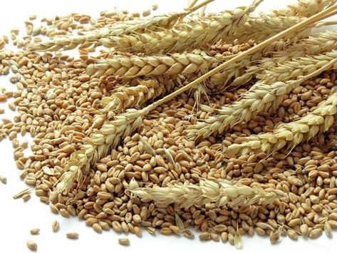 Dried Golden Wheat Grain Seeds, Packaging Type: PP Bag, Rs 25 /kg | ID: 23122273655 Types Of Cereal, Dried Wheat, Edible Seeds, Types Of Grass, Golden Wheat, Wheat Grass, Food Staples, Ancient Greece, Barley