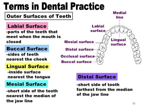 Dental Radiology, Dental Assistant Study Guide, Dental Notes, Dental Charting, Dental Terminology, Dental Nursing, Tooth Surfaces, Registered Dental Assistant, Tooth Anatomy