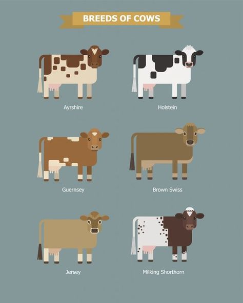 HolsteinWorld on Twitter: "Here are a few fun facts about cows #UndeniablyDairy https://t.co/6C99QgAPYa https://t.co/EgMGVXGm5W" Animal Farms, Types Of Cows, Cow Facts, Breeds Of Cows, Bucking Bulls, Raising Farm Animals, Pet Frogs, Save Nature, Animals Design