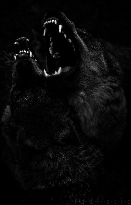 Hades Aesthetic, Werewolf Aesthetic, She Wolf, Hades And Persephone, Black Wolf, A Wolf, Camp Half Blood, White Photo, Greek Gods