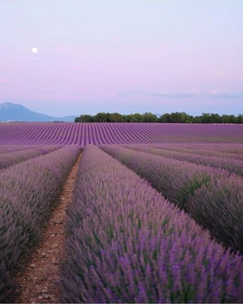 Wildflowers Garden, True Botanicals, Wildflower Garden, Lavender Fields, Garden Cottage, Geraniums, Provence, Wild Flowers, Beautiful Places