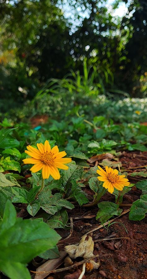 Nature Pictures Flowers, Roses For Her, Pretty Flowers Photography, Wild Sunflower, Beach Instagram Pictures, Ganesh Wallpaper, Beautiful Flowers Images, Beautiful Scenery Pictures, Flower Yellow