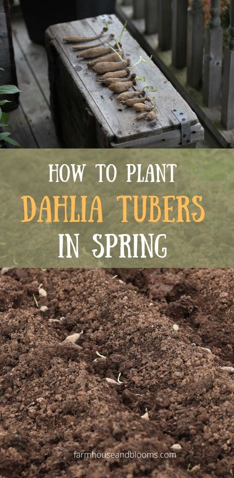 two pictures, one of dahlia tubers on a wooden box, and one of dahlia tubers planted in the field When To Plant Dahlias, Dahlia Flowers Garden, How To Grow Daliah Flower, When To Plant Dahlia Tubers, Dahlia Tuber Planting, How To Plant Dahlias, Dahlia Raised Bed, Dahlia Flower Bed Ideas, Waking Up Dahlia Tubers