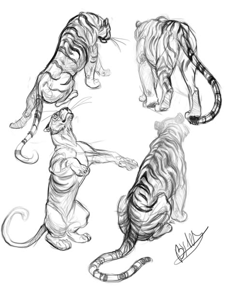 Tiger Art Reference, Lioness Character Design, Tiger Reference Drawing, Feline Anatomy, Tiger Sketch, Tiger Drawing, Cat Anatomy, Big Cats Art, Draw Animals