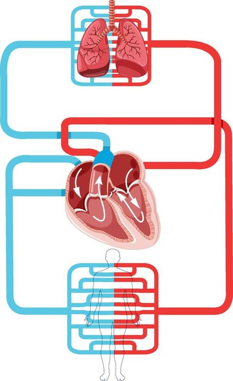 Heart Blood Flow Diagram, Heart Blood Flow, Anatomy Images, The Human Heart, Nurse Stuff, Concept Map, Goodnotes Stickers, Body Cells, Logo Psd