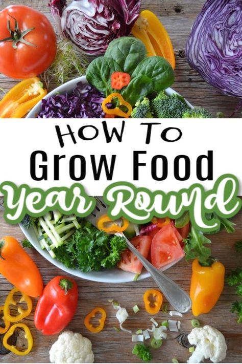 Year Round Vegetable Garden, How To Grow Your Own Food, Growing Own Food, Heirloom Vegetables To Grow, Eatable Garden, Year Round Gardening, Homeless Project, Year Round Garden, Garden Meals