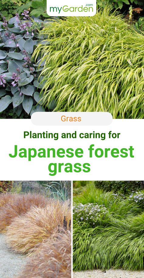 Japanese forest grass prefers fresh locations and is ideal as a groundcover or for flower bed planting. Its flowering time is between July to August but even in autumn, this grass looks super decorative. The best location for the Japanese forest grass has scattered light to semi-shade and sandy to loamy soil. Here is all information about this grass, how to plant, location, soil, dividing, care, and propagation. #mygarden #grass #japanesegrass Japanese Forest Grass Aureola, Grass Gardens Ornamental, Forest Grass Nature, Japanese Grasses Garden Ideas, Japanese Grass Landscape, Japanese Grass Plant, Japanese Forest Grass Landscape Design, Japanese Forest Grass Shade Plants, Carl Forester Grass Landscaping