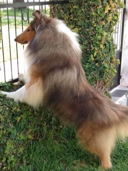 Rough Collie Puppy, Collie Breeds, Rough Collies, Collie Puppies, Collie Mix, Rough Collie, Dog Projects, Collie Dog, Dogs And Kids