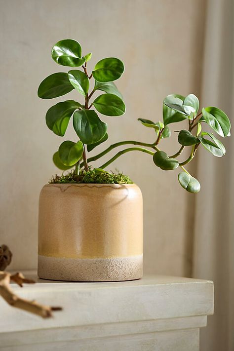 Two-Tone Ceramic Cylinder Planter Rosemary Planter, Aesthetic Pots, Pots Crafts, Indoor Plants Styling, Pottery Plant Pot, Contrasting Textures, Earthenware Ceramics, Ceramic Planter Pots, Outdoor Living Furniture