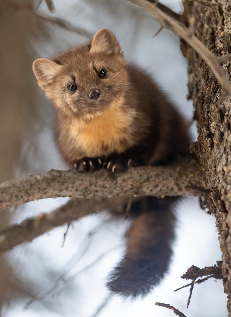 American Pine Marten, Marten Animal, Mammal Photography, Colouring Animals, Pine Martens, Pine Martin, American Marten, Pine Marten, Savannah Rose