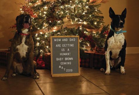 Christmas Pregnancy Announcement Photos, Pregnancy Announcement With Dog, Christmas Card Pregnancy Announcement, Holiday Pregnancy Announcement, Dog Baby Announcement, Announcement Photoshoot, Dog Pregnancy Announcement, Baby Announcement Photoshoot, Christmas Baby Announcement