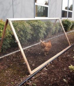 Collapsible Chicken Run Moveable Chicken Run, Happy Chickens, Chicken Tunnels, Urban Chicken Farming, Chicken Houses, Backyard Animals, Portable Chicken Coop, Chicken Pen, Chicken Tractors