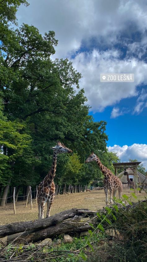 #zoo #giraffe #animals #trip #aesthetic #instagram #instagramstories Zoo Instagram Story, Zoo Aesthetic With Friends, Zoo Date Aesthetic, Zoologist Aesthetic, Zoo Fits, Moodboard Reference, Zoo Aesthetic, Zoo Date, Zoo Pictures