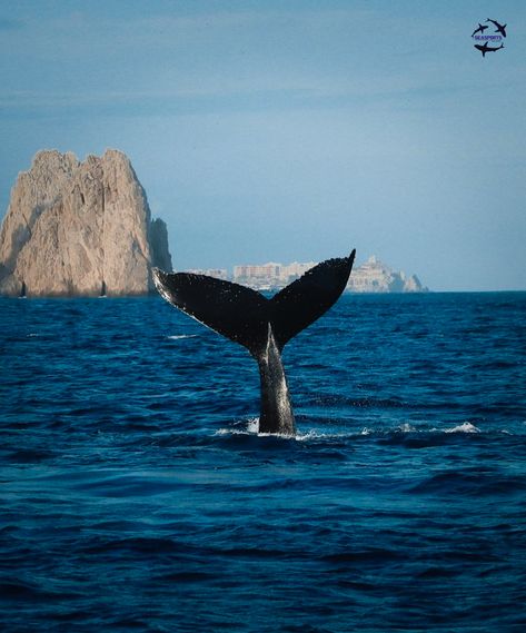 Whale Watching Aesthetic, Cabo San Lucas Aesthetic, Travel Visionboard, White Lodge, Cabo Vacation, Baja California Sur, San Lucas, Cabo San Lucas, Whale Watching