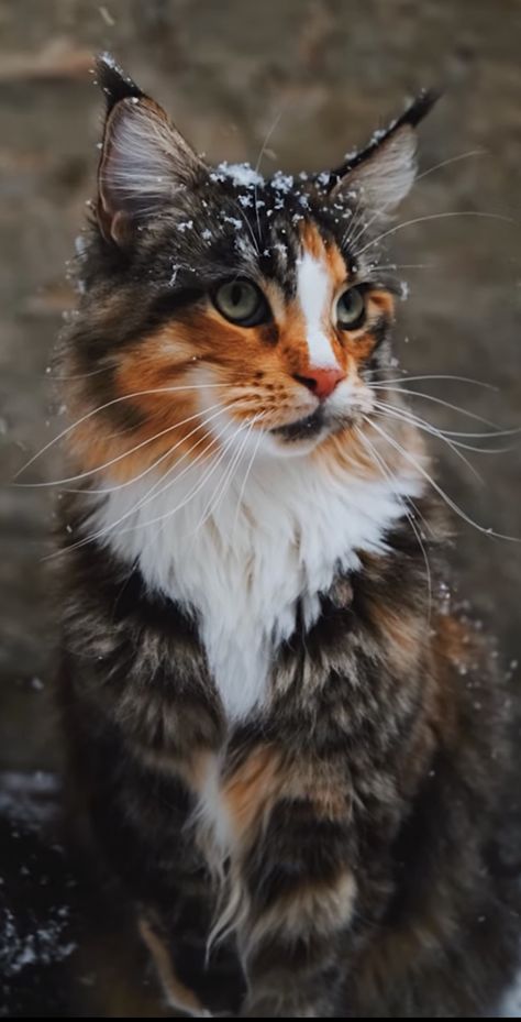 Calico Cat