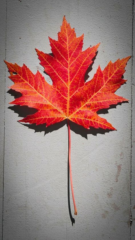 7 Plus Wallpaper, Iphone 7 Plus Wallpaper, Leaf Photography, Cute Fall Wallpaper, Iphone Wallpaper Fall, Leaf Drawing, Orange Leaf, Preppy Wallpaper, Painted Leaves