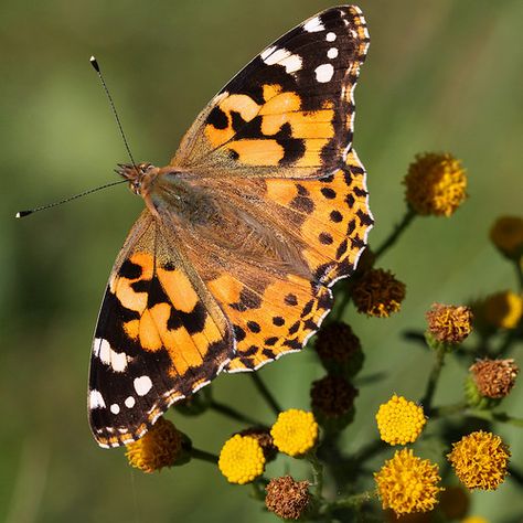 Butterfly Vanessa Cardui, Sleepy Orange Butterfly, Butterfly Beautiful, Yellow Swallowtail Butterfly, Yellow Orange Butterfly, Most Beautiful Butterfly, Papilionidae Butterfly, South African Butterflies, Types Of Butterflies